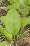 Wild comfrey